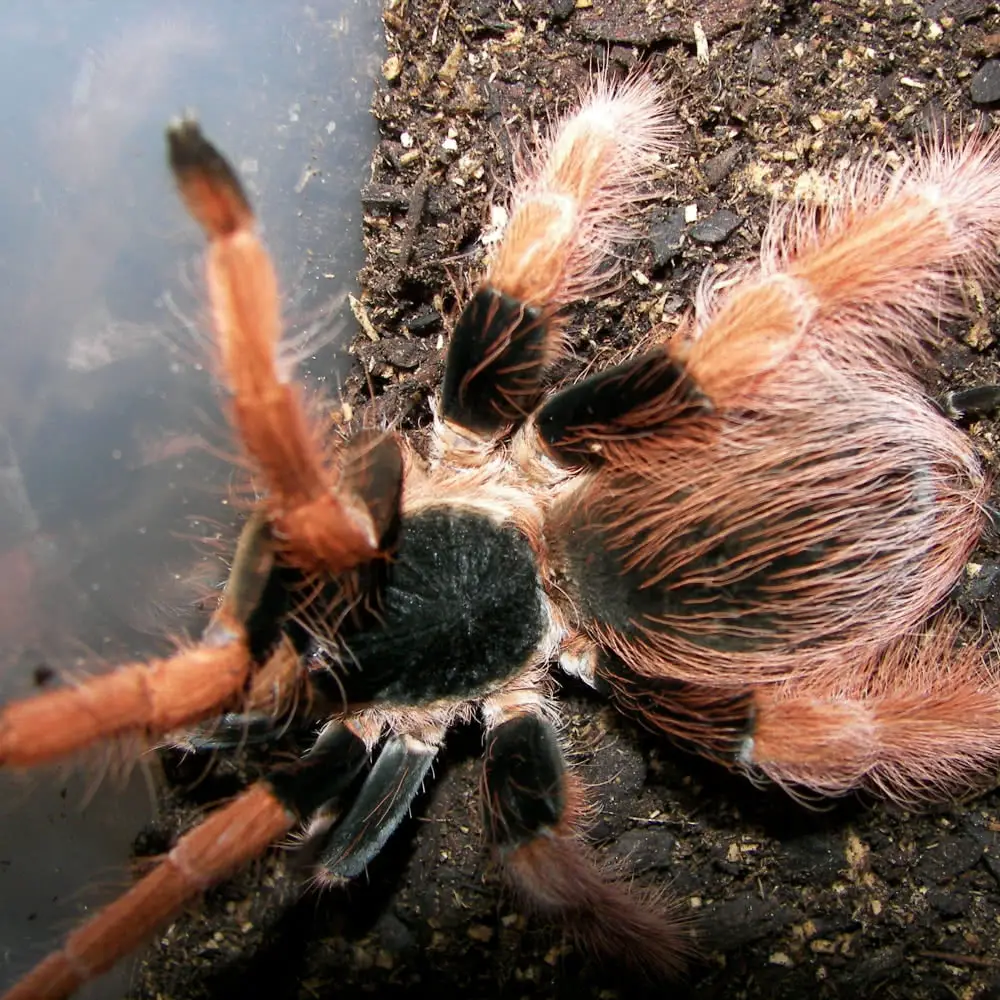 Colombian giant tarantula 1