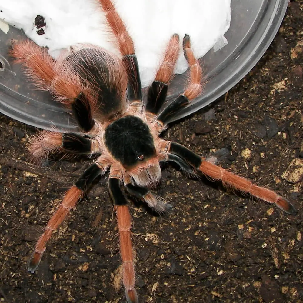 Colombian giant tarantula 2