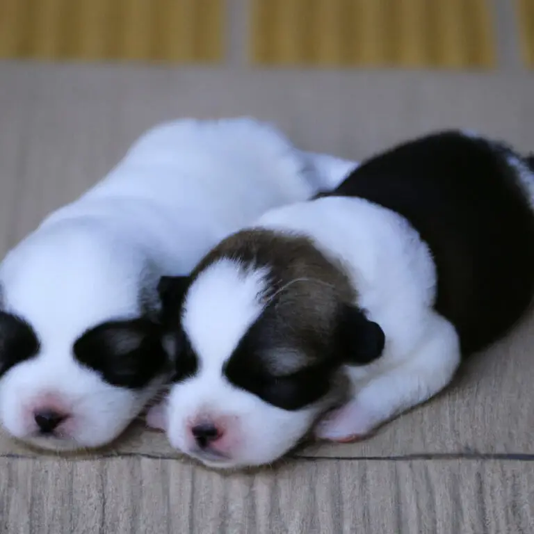 Two puppies sleeping.