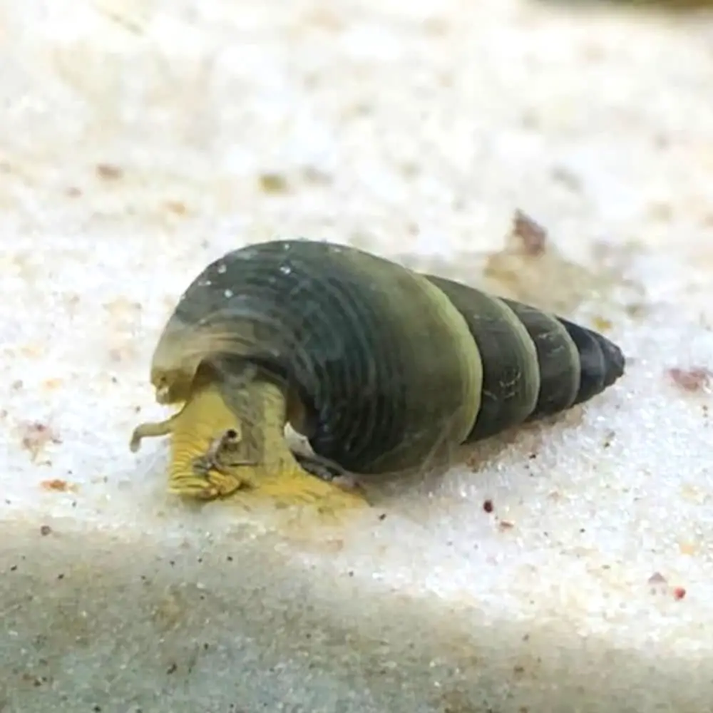 Rabbit snail