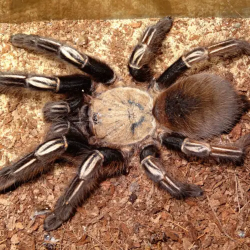 Skeleton tarantula 1