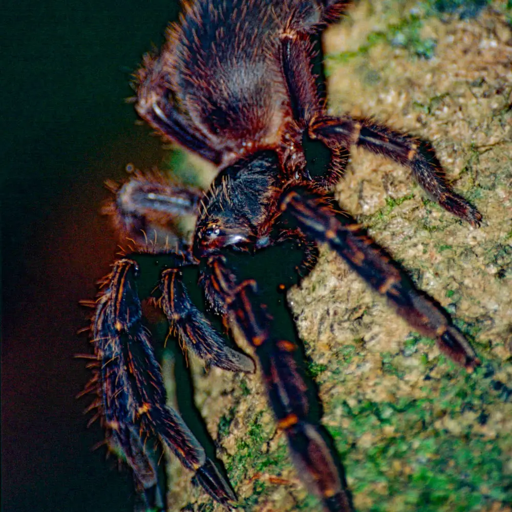 Skeleton tarantula 2
