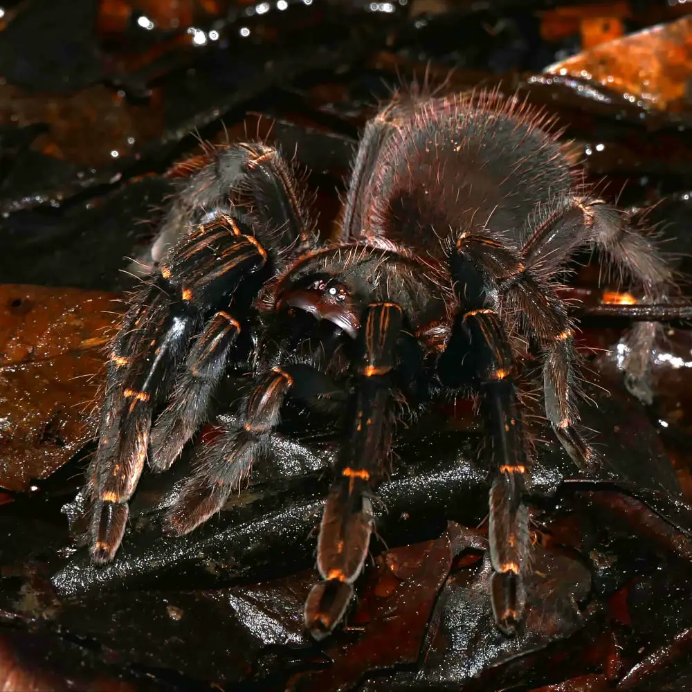 Skeleton tarantula 3