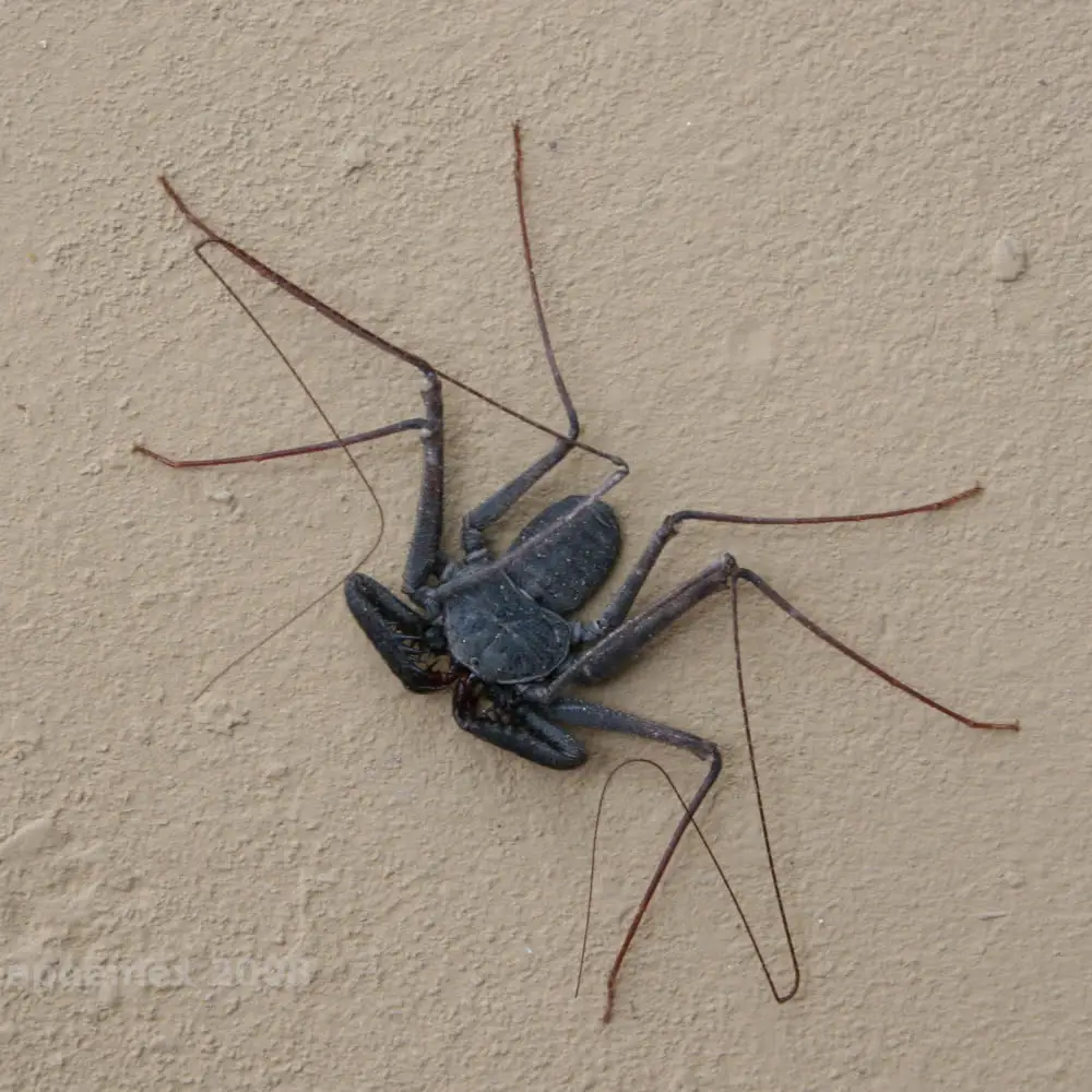 Tailless Whip Scorpion on a wall.