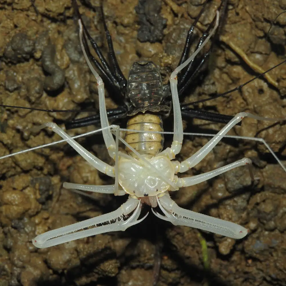 Tailless Whip Scorpion molting process.