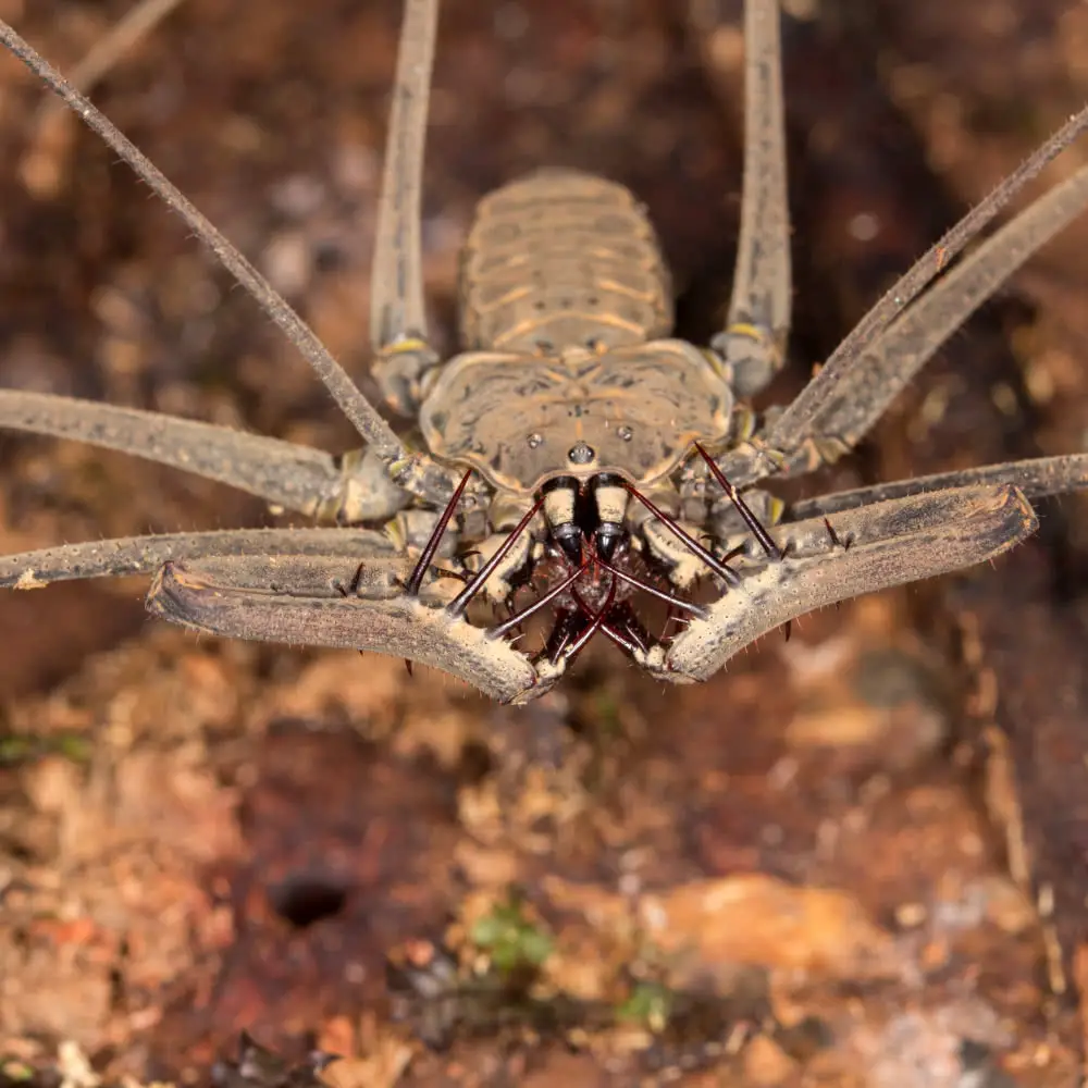 Tailless whip scorpion