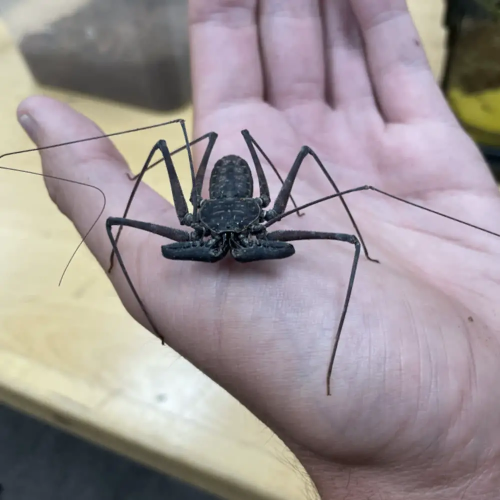 Tailless Whip Scorpion in a man's palm.