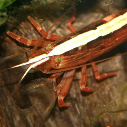 Bamboo Shrimp