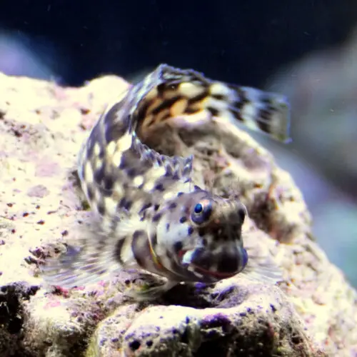 Lawnmower Blenny (Salarias Fasciatus) 1