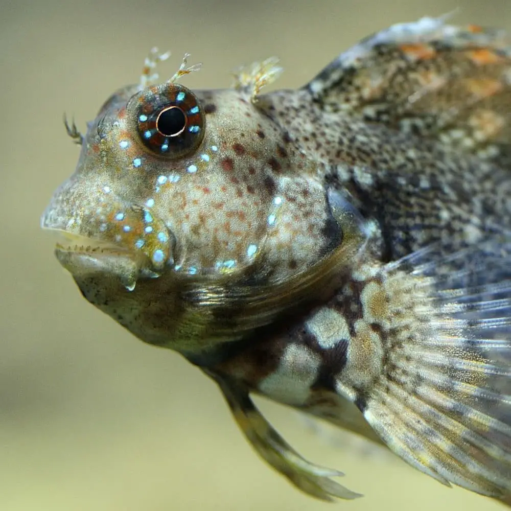 Lawnmower Blenny (Salarias Fasciatus) 2