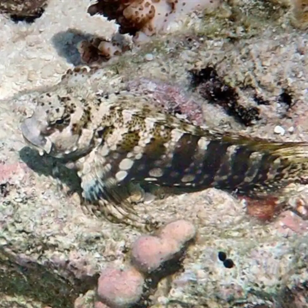 Lawnmower Blenny (Salarias Fasciatus) 3