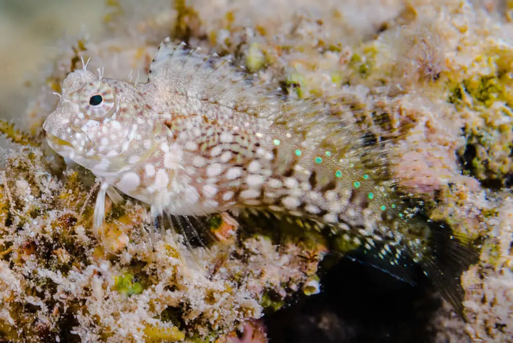 Lawnmower Blenny (Salarias Fasciatus) 4