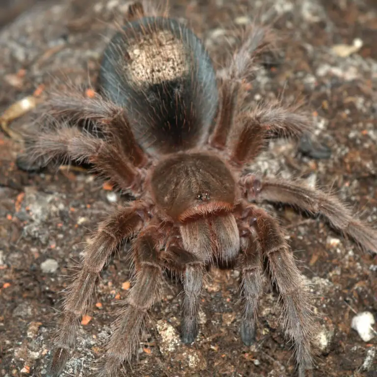 Tarantula urticating hairs