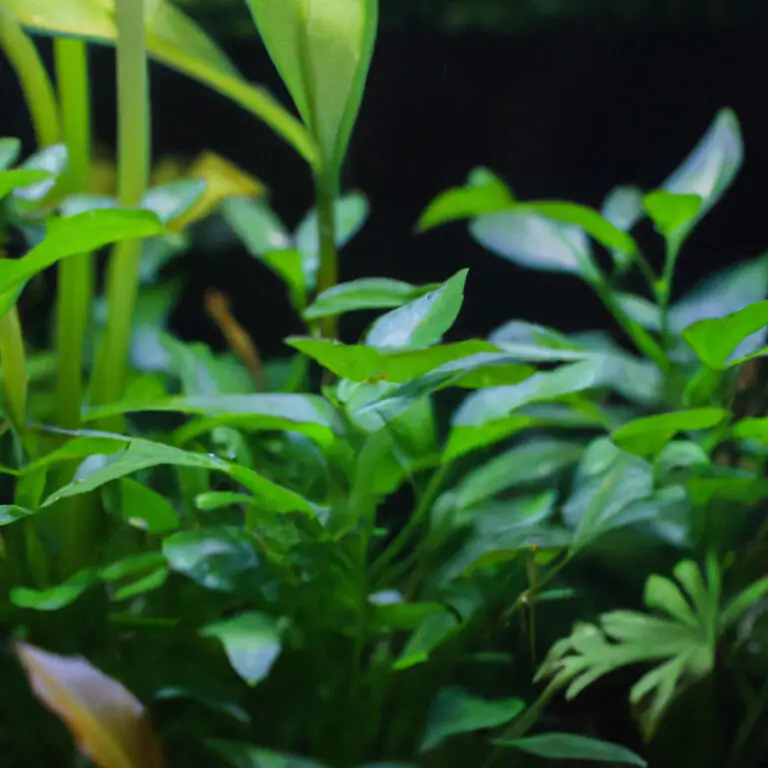 anubias aquarium plants 2