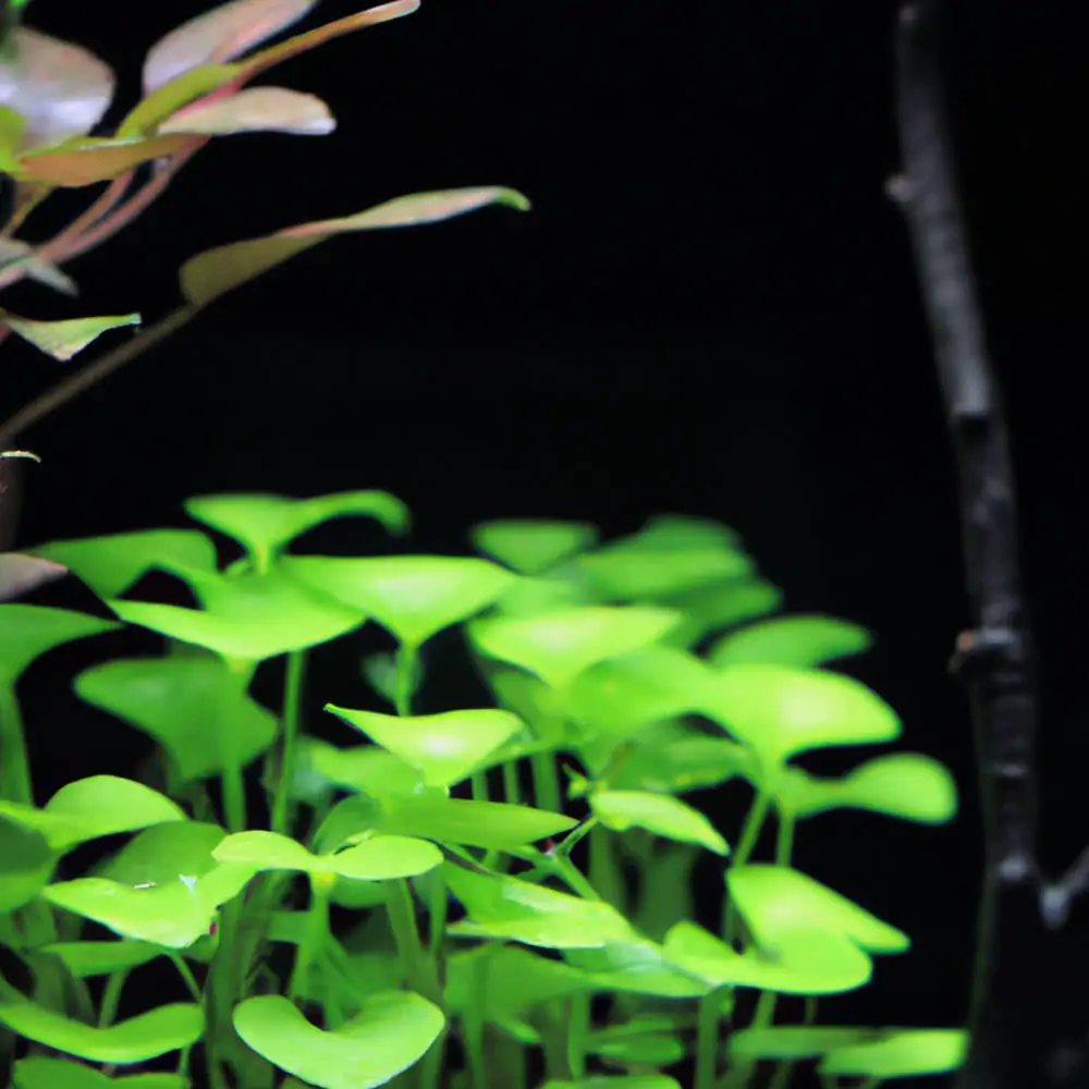 anubias aquarium plants 3