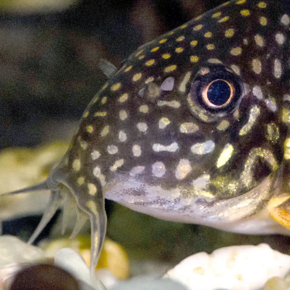 corydoras sterbai 1