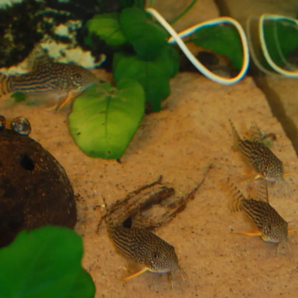 corydoras sterbai 2