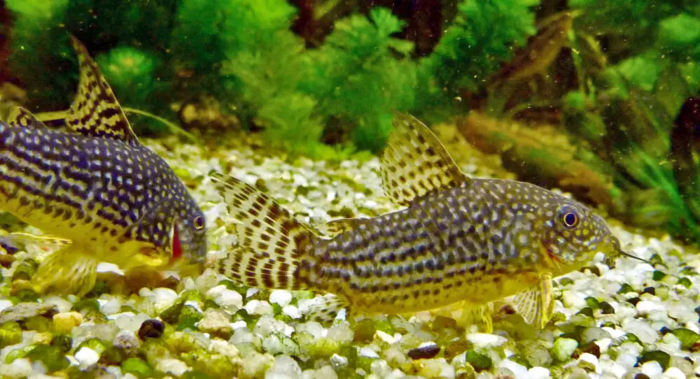 corydoras sterbai 4