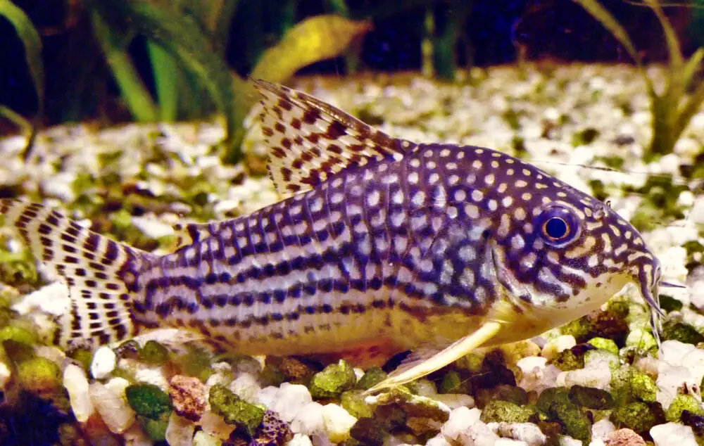 corydoras sterbai 5