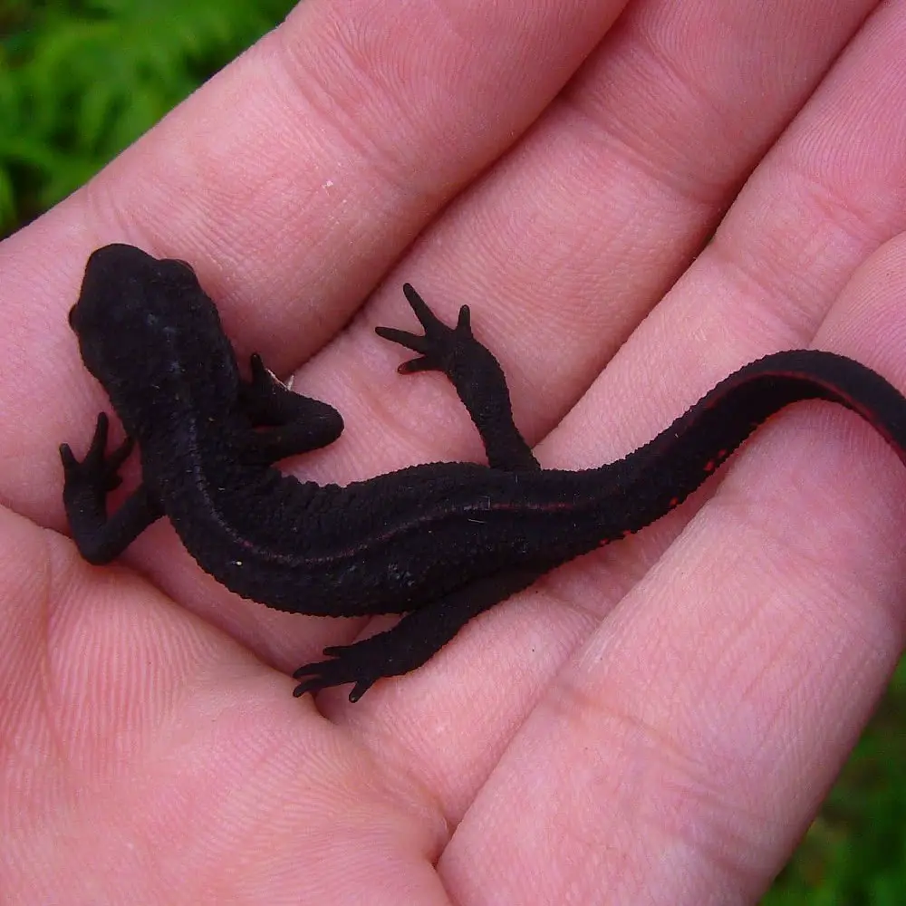 Fire Belly Newt 1