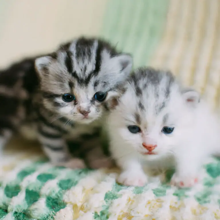 Two kittens