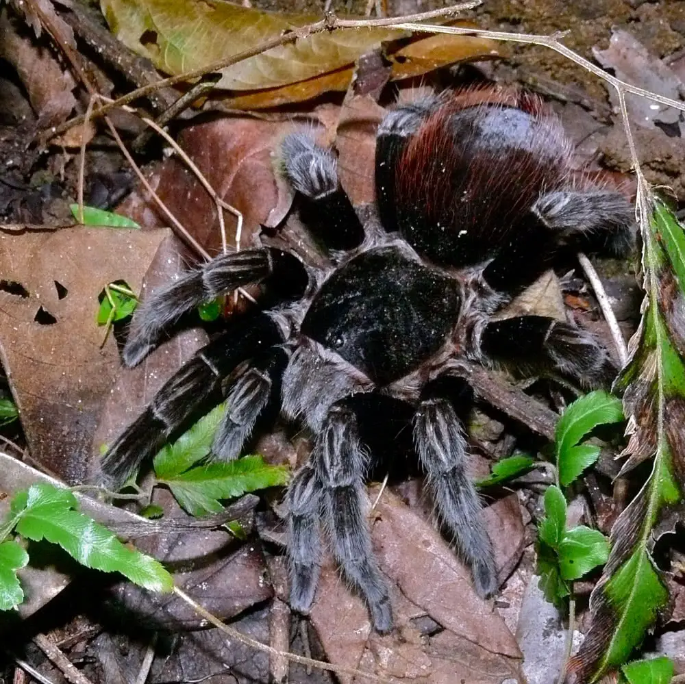 Mexican Red Rump Tarantula 1