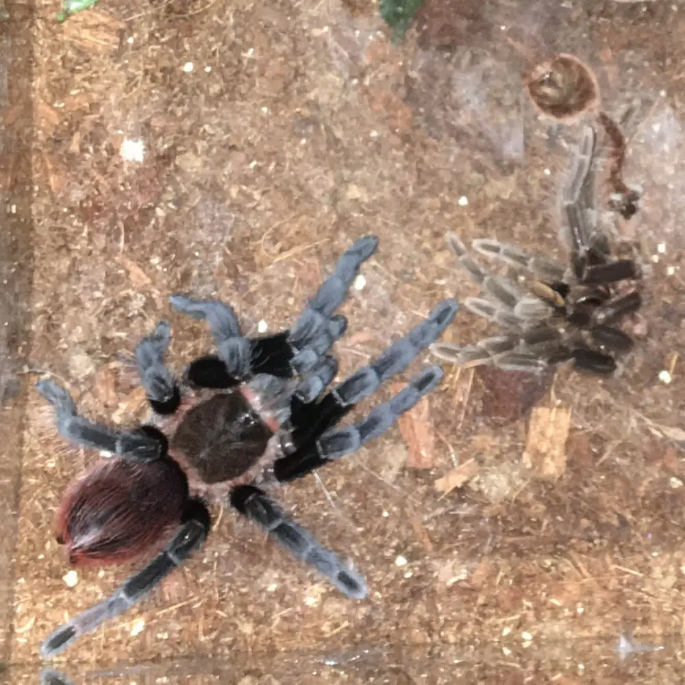 Mexican Red Rump Tarantula 2