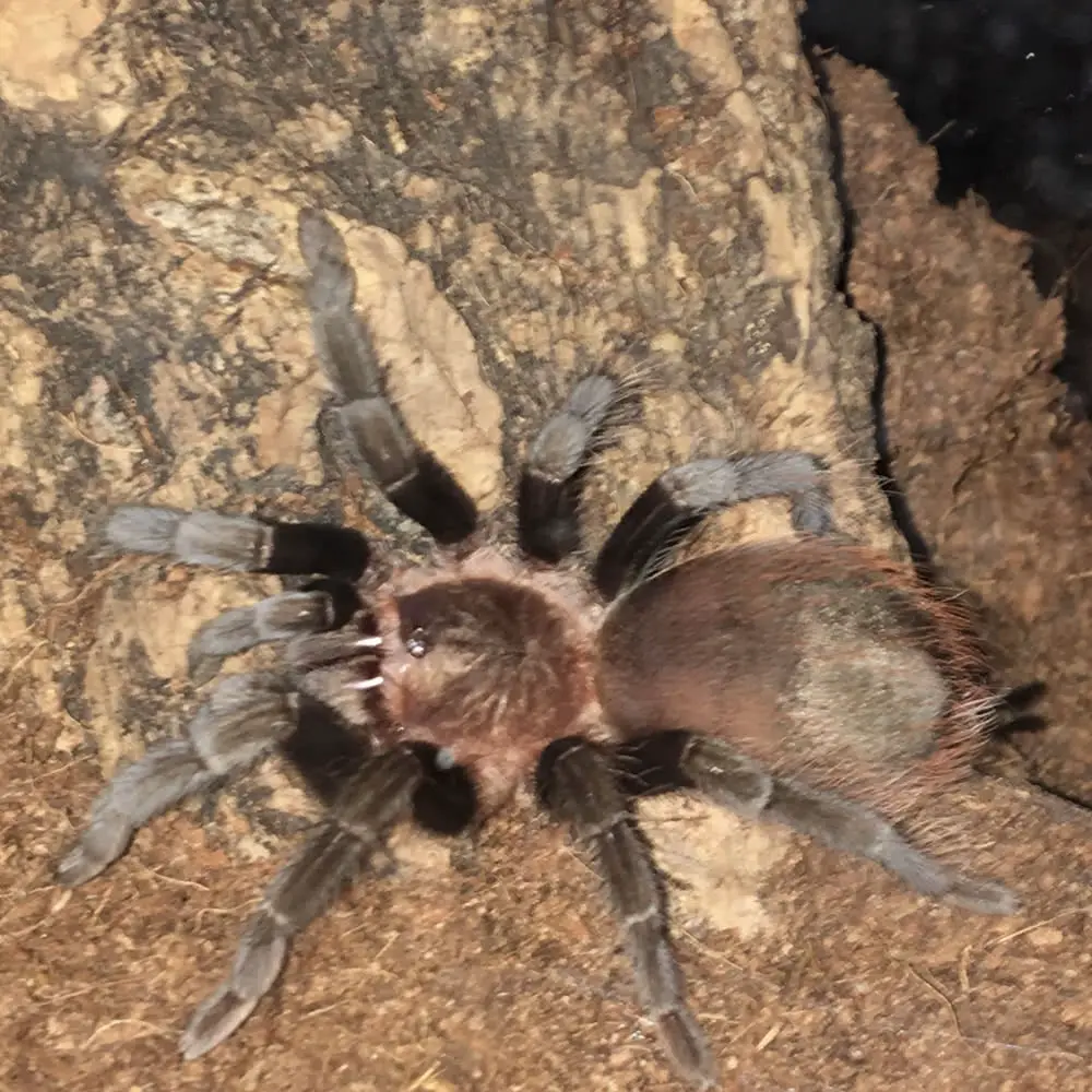 Mexican Red Rump Tarantula 3