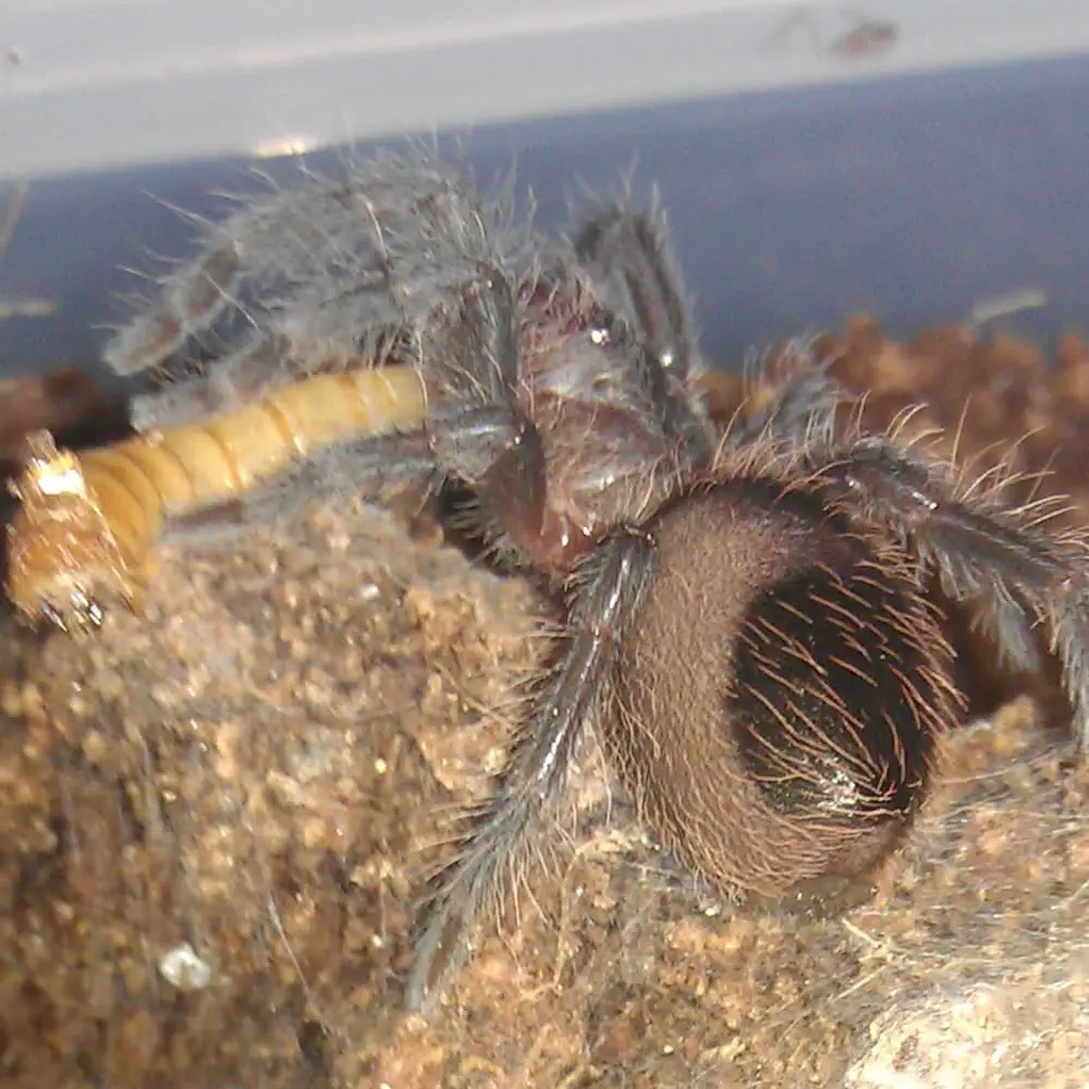 Mexican Red Rump Tarantula 4