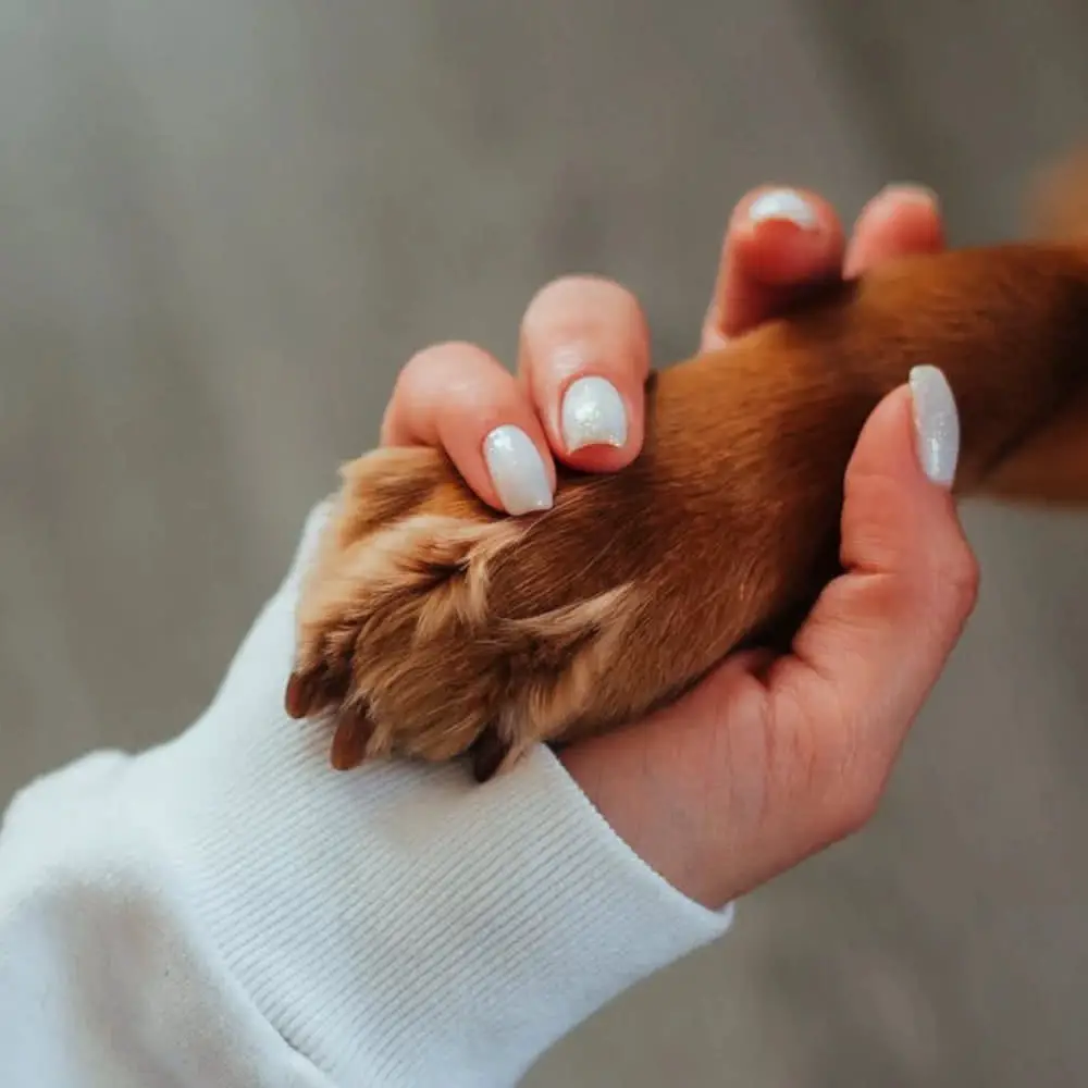 Human and Dog - Paw in Hand